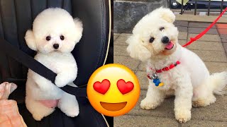 Bichon Frise — Cute And Adorable Videos And Tik Toks Compilation [upl. by Trueblood]