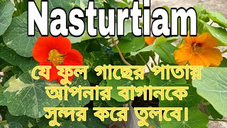 How to grow and take care of NasturtiamNasturtiam plantকিভাবে ন্যাস্টাসিয়াম গাছের পরিচর্যা করবেন। [upl. by Norej]