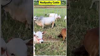 Nadipathy goshala youtube animals cow youtubeshorts yt farming [upl. by Fitts]