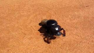 Dung beetle grabbing two dung balls [upl. by Alaehcim978]