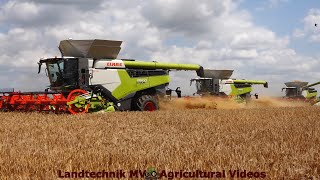 Claas  Fendt  MAN  Getreideernte  Grain Harvest 2024 pt1 [upl. by Boeke]