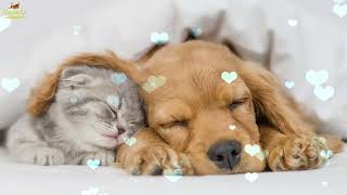 Relaxing Sleep Music For Puppies 🐶 Calm And Relax Your Dog ❤️ Soothing Lullaby For Dogs [upl. by Nehcterg856]