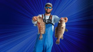 Feeding a frigate by hand snowy grouper and blackbelly rose fish [upl. by Doowle]