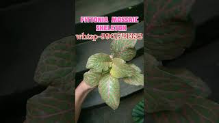 FITTONIA PLANTNERVE PLANTSale videowhtsp9961791332plantathome fittonia homegardens music [upl. by Elfreda871]