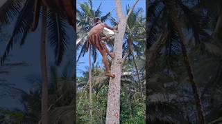 Super fast climbing tree shorts climbing treeclimbing trending shortsfeed indiatopindia [upl. by Aeel]