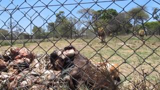 Adult Lion Feeding  Antelope Park Zimbabwe [upl. by Kcirted]