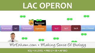 Gene expression and the lac operon  Post 16 Biology A Level PreU IB AP Bio [upl. by Maritsa511]