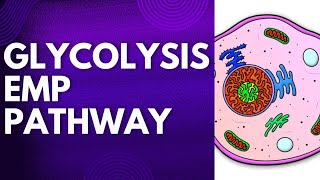 GLYCOLYSIS  EMP PATHWAY  RESPIRATION  METABOLISM  PLANT PHYSIOLOGY botany botanylifescience [upl. by Earlie244]