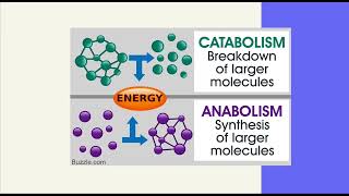 Introduction to Macromolecules  Biology [upl. by Sturges282]