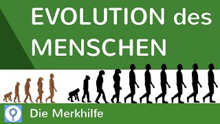 Evolution des Menschen  einfach erklärt  Wasseraffen amp Savannentheorie  Evolution 25 [upl. by Megdal]