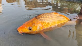 Jumbo Toy Assamble is livevideo  Traditional village boy fish catching video in River 2024 [upl. by Sibylla]