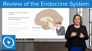 Review of the Endocrine System – Pharmacology  Lecturio Nursing [upl. by Thilde]