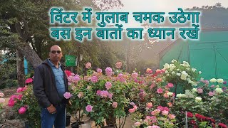 सर्दियों में गुलाब पर जोरदार फुल चाहते हैं तो अभी से कीजिए यह सब काम Rose Dormancy mulching pruning [upl. by Gaultiero]