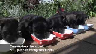 Scottie  Scottish Terrier Puppies [upl. by Isman]