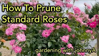 How to Prune Tree Roses or Standard Roses  Demonstration PLUS Results [upl. by Braynard262]