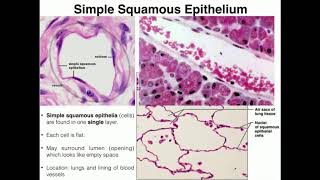 AampP I Lab  Exercise 4 Histology amp Tissues [upl. by Ennailuj]