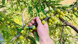 wild fruits in forest ｜wild fruit emblica officinalis ｜Wild olives｜Pickling some summer heat [upl. by Chick28]