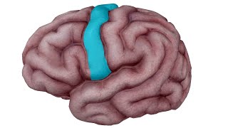 anatomie des hémisphères cérébraux partie 4 [upl. by Ennairrac]