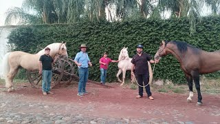 Caballos diluidos Yeguada Don Chuy [upl. by Idnek]