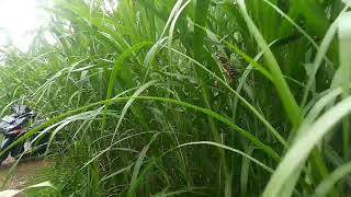 Rumput king grass  Pennisetum purpureum  pennesitum thypoides [upl. by Chew375]