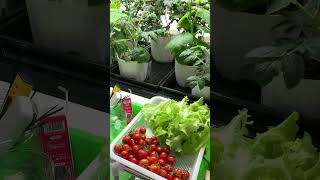 Cherry tomatoes harvest How is our grow rack performance [upl. by Behlke678]