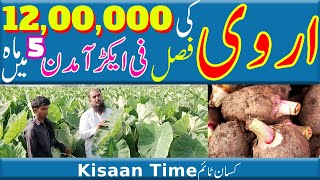 Arvi ki kasht in pakistan Arbi ki kasht in pakistan Arbi ki kasht اروی کی کاشت Kisan time کسان ٹائم [upl. by Marthe]