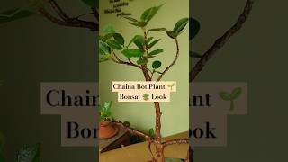 Chaina Bot Plant 🌱 Bonsai 🪴 Look  shortvideo viralvideo plants bonsai [upl. by Ahsienroc]