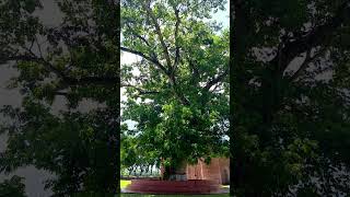 Rain tree in Sixty Dome Mosque travelvlog adventureawaitsSixtyDomeMosque raintree exploremore [upl. by Siegel]