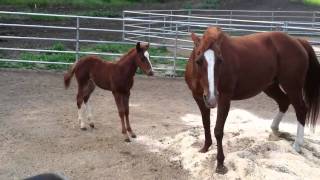 Hydrive Cat Colt gettin schooled by mamma [upl. by Nallak]