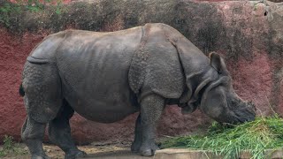 Nehru Zoological Park Hyderabad [upl. by Attelrahs145]