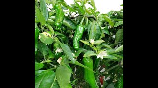 Follow up video on topping Shishito pepper plants [upl. by Alie]