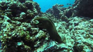 Moray Eel on the hunt [upl. by Kumagai882]