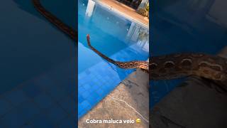 Cobra na piscina da fazenda BlackStone shorts viral blackstone cobra [upl. by Burt]