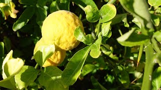 Japanische Zierquitte Chaenomeles japonica Früchte  4k [upl. by Zrike541]