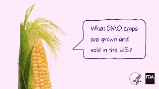 Agricultural Biotechnology What GMO Crops are Grown and Sold [upl. by Nnyletak444]