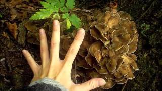 Mushroom Hunting  Indiana Dunes State Park  Chesterton Indiana [upl. by Hughes874]