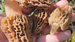 Central Indiana morels April 13 Found 41 this morning morels mushroom [upl. by Eednam]