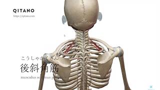 後斜角筋の解剖学図｜musculus scalenus posterior｜筋肉辞典70 [upl. by Ellivro]