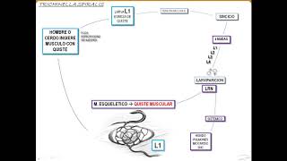 VIDEO 13  TRICHINELLA SPIRALIS [upl. by Henrik]