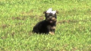 Miniature Yorkie Miniature Yorkshire Terrier Mini Yorkie [upl. by Hanschen]