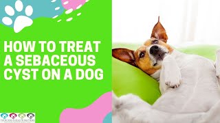 HOW TO TREAT A SEBACEOUS CYST ON A DOG [upl. by Llednahc]