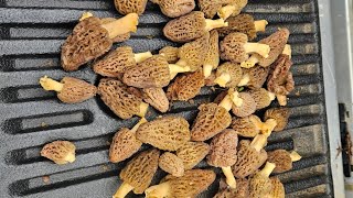 April 10 morel hunt in central Indiana morels mushrooms [upl. by Alta]