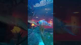 Cowfish aquarium Raleigh [upl. by Skill889]