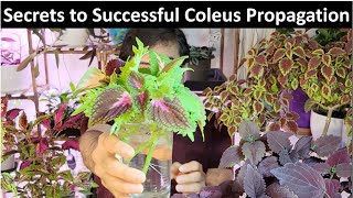 Easy Coleus Propagation Methods from Cuttings Leaves and Seeds [upl. by Nerrawed543]