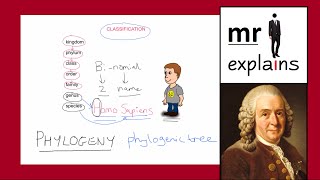 mr i explains The Linnaean Classification System and the construction of Phylogenic Trees [upl. by Wende409]