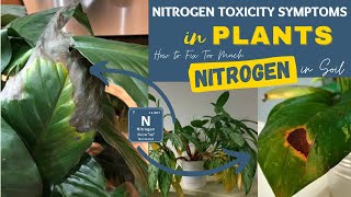 Nitrogen Toxicity Symptoms in Plants  How to Fix Too Much Nitrogen in Soil [upl. by Ellednek]