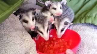 Possums eating watermelon [upl. by Bourne659]