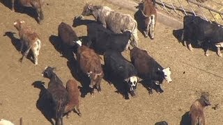 Feds release livestock to ease Nevada standoff [upl. by Sadowski]