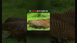 The mongoose and its favorite dish shorts wildlife animals [upl. by Doss768]