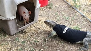 Lizard enters Pig Pen  Eats Pig [upl. by Atsirtal165]